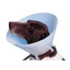 Buster Carcan Classique Pour Chiens Et Chats - 7,5 Cm
