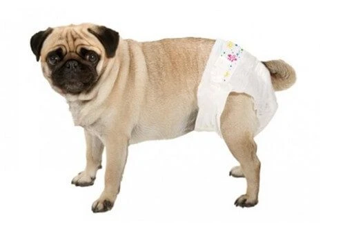 Couche-culotte Camon Chien S X12 2 Couche-culotte Camon Chien S X12 – Image 2