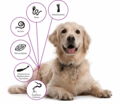 Drontal Chien 6 Cps -Mini Zoo Soldes drontal chien 1 2