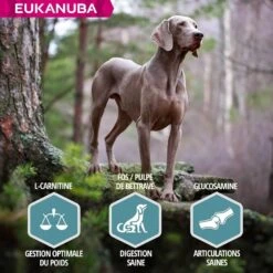 Eukanuba Chien Adult Grande Race Saumon & Orge 2.5 Kg - Destockage -Mini Zoo Soldes eukanuba chien adult grande race saumon orge 5
