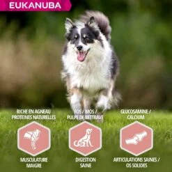 Eukanuba Mature & Senior à L'agneau 2.5 Kg - Destockage -Mini Zoo Soldes eukanuba chien senior grande race agneau riz 5