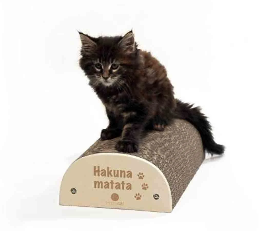 Homycat Griffoir "HAKUNA MATATA" - Destockage 1 Homycat Griffoir "HAKUNA MATATA" - Destockage