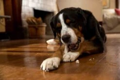 Prozym RF2 Sticks Chiens S/M 0-25 Kg -Mini Zoo Soldes prozym rf2 sticks chiens s m 0 25 kg