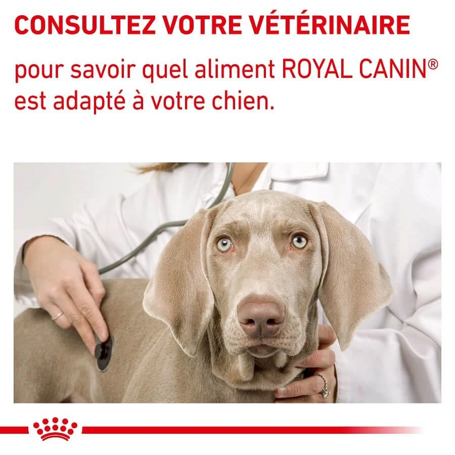 Royal Canin Vet Chien Dental 6 Kg 7 Royal Canin Vet Chien Dental 6 Kg – Image 7