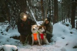 Ruffwear Veste Haute Visibilité Lumenglow Orange M -Mini Zoo Soldes ruffwear harnais lumenglow orange chien 1 1 1