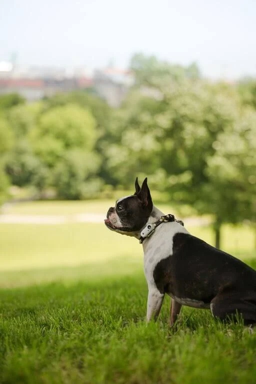 Tickless Mini Dog Blanc Rechargeable 2 Tickless Mini Dog Blanc Rechargeable – Image 2