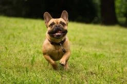 Tickless Pet Noir à Pile -Mini Zoo Soldes tickless pet noir pile3