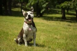 Tickless Pet Rose à Pile -Mini Zoo Soldes tickless pet rose pile3