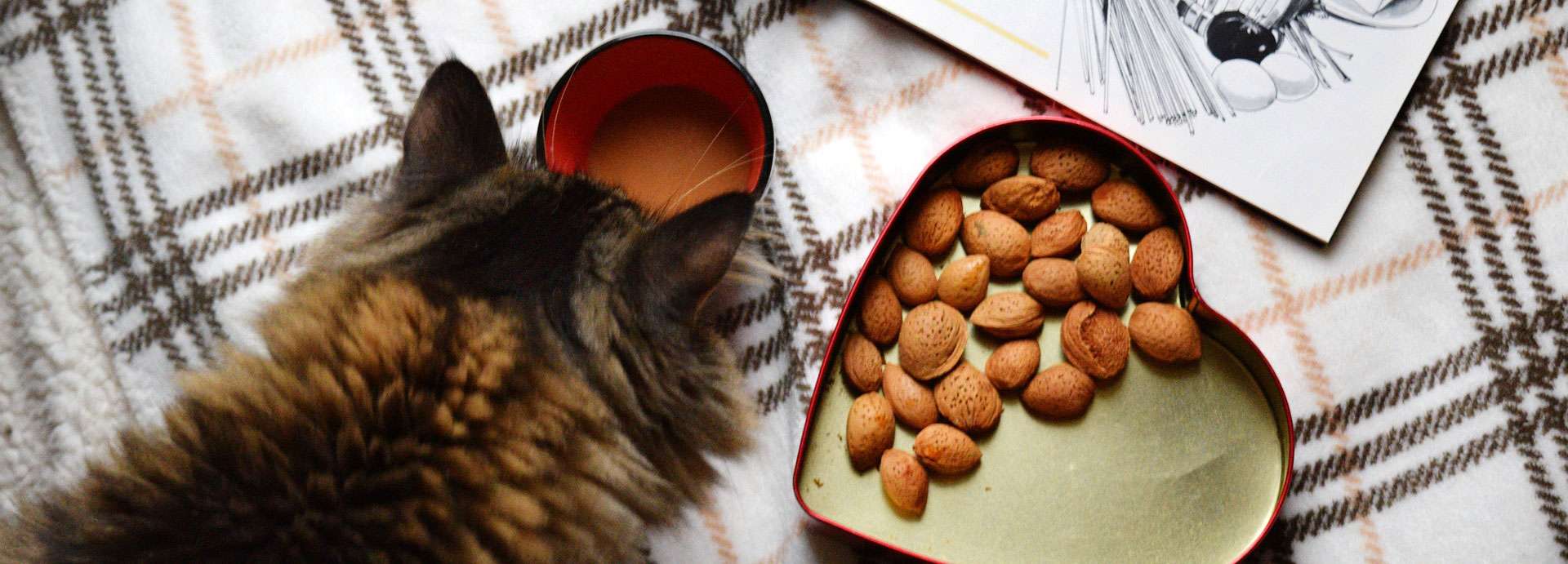 Mini Zoo Soldes -Mini Zoo Soldes cadfoodbanner2